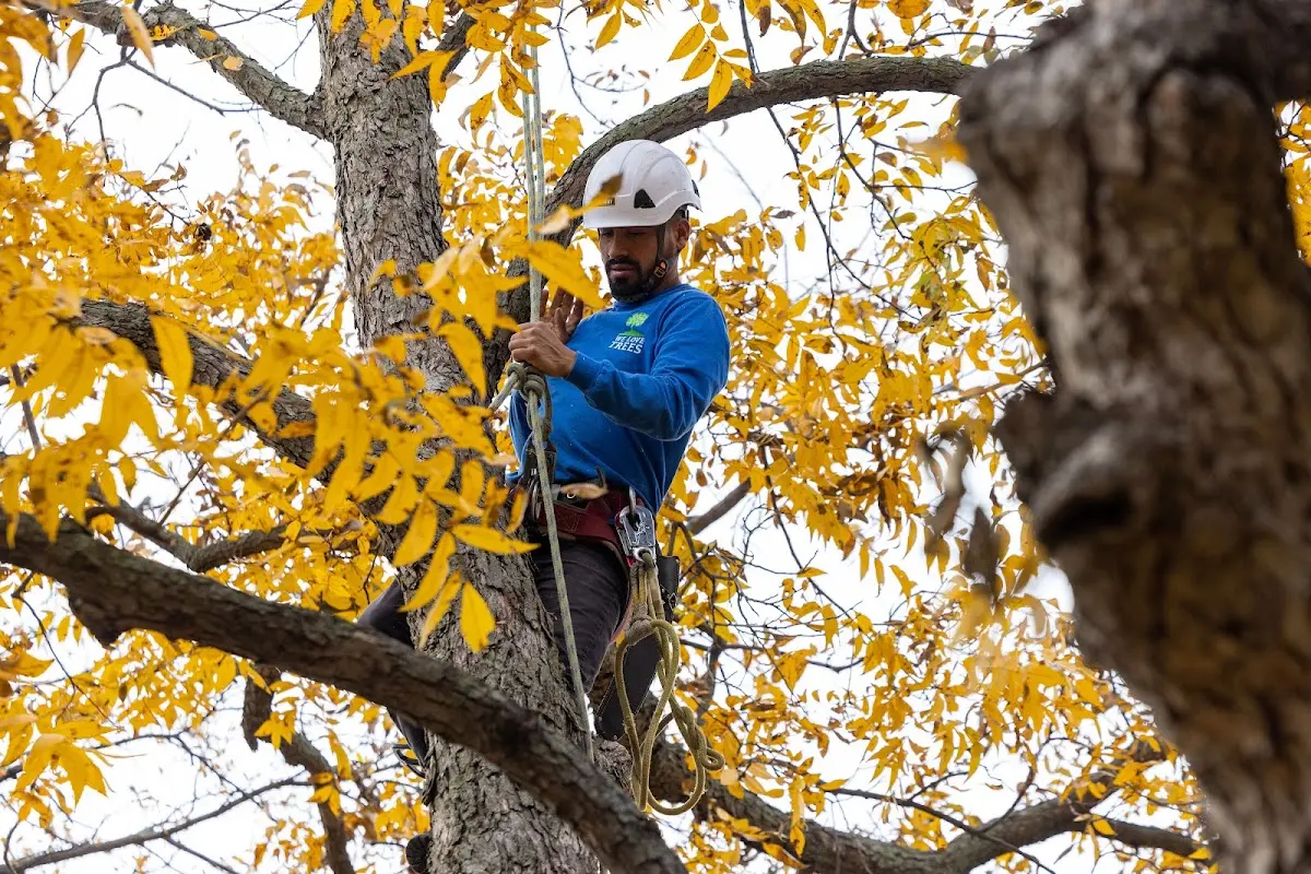 Skilled Tree Transplanting crew working in Scammon Bay